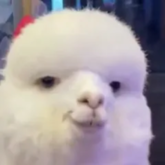 MRM4TT